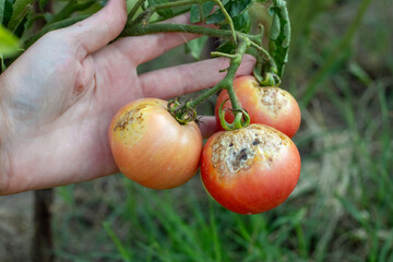 farmer inspects spoiled tomatoes with spots affected by late blight. Growing vegetables, preventing...