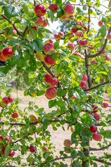 Apple tree with ripe apples in the garden. Fruit harvest