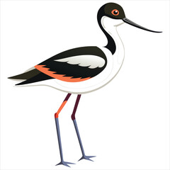 Avocet vector on white background