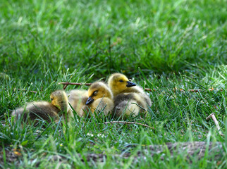 Baby Canadian Goose Goslings Sleeping