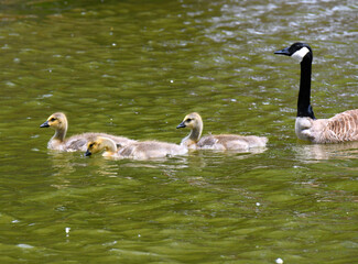 Baby Goslings With Canadian Goose Mother