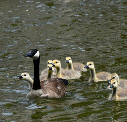 Obraz premium Canadian Goose Family