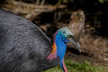 Portrait of a southern cassowary (Casuarius casuarius)