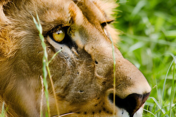 Fototapeta premium Close-Up of a Lion's Eye