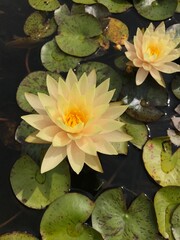Water Lily in Bloom