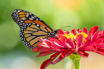 Monarch Butterfly on Pink Zinnia in Summer Garden