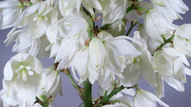 White Flowers of Yucca Filamentosa Plant Blooming in Time Lapse on a Gray Background. Delicate Campanulate Flowers of Yucca Close-up Wilting