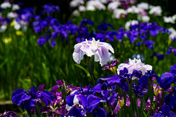 豊津のハナショウブ