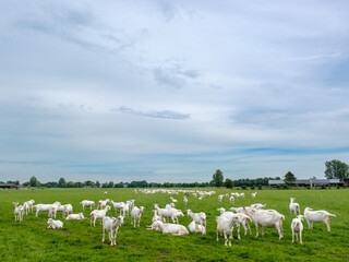Obraz premium Geitenboerderij in Maarsbergen - Geitenboerderij in Maasbergen