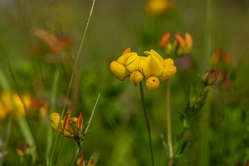 Color flowers with fresh blooms in sunny summer day