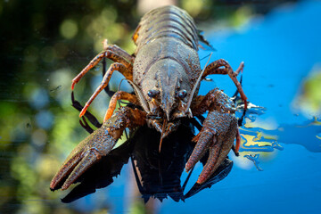 The European crayfish (Astacus astacus), noble crayfish, or broad-fingered crayfish, is the most common species of crayfish in Europe, and a traditional food source.