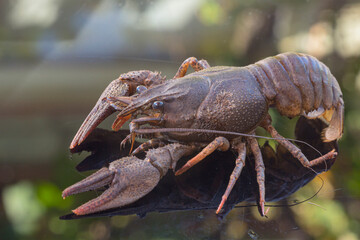 The European crayfish (Astacus astacus), noble crayfish, or broad-fingered crayfish, is the most common species of crayfish in Europe, and a traditional food source.