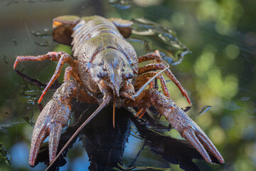 The European crayfish (Astacus astacus), noble crayfish, or broad-fingered crayfish, is the most common species of crayfish in Europe, and a traditional food source.