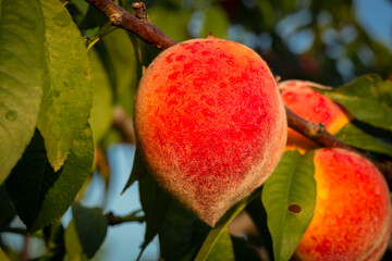 Fresh and delicious peaches in the orchard.