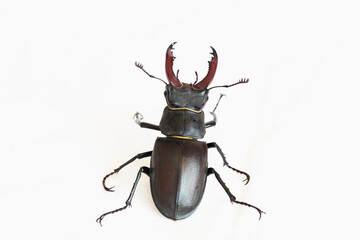 Stag beetle (Lucanus cervus) isolated on white. Closeup