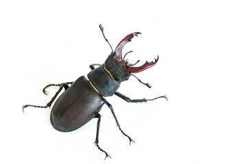 Stag beetle (Lucanus cervus) isolated on white. Closeup