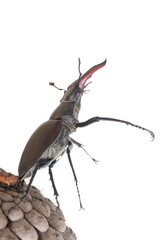 Stag beetle (Lucanus cervus) isolated on white. Closeup