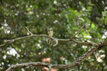 bird on tree