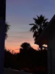 Pink Palm Silhouette