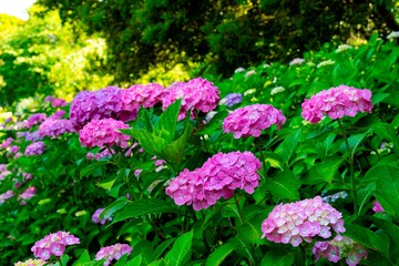 大神のアジサイ