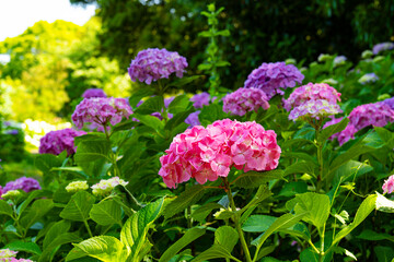 大神のアジサイ