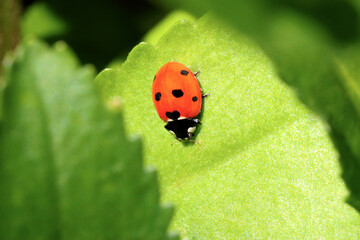 Sunny Ladybug Green Leaf 01