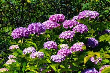 大神のアジサイ