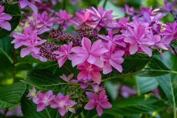 大神のアジサイ