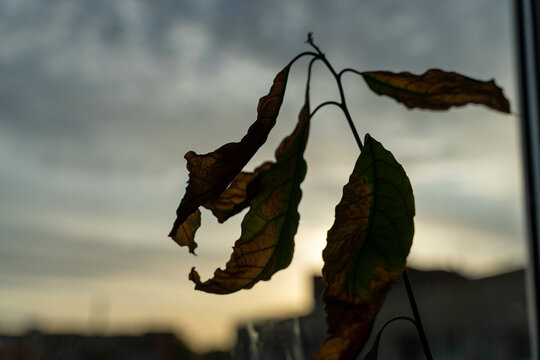Leaves silhouetted against a cloudy sunset sky