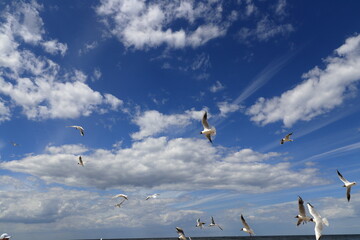 Międzywodzie Plaża Polska Mewa Śmieszka © Maciej