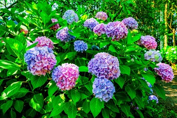 大神のアジサイ