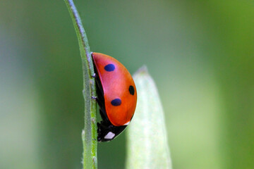 Ladybug Profile 01