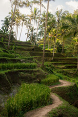 Rice field in Bali