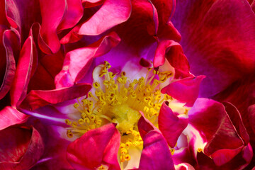 Red Rose Anther Abstract 02