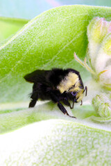 Showy Milkweed Bumble Bee 02