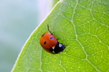 Fototapeta premium Showy Milkweed Ladybug 01