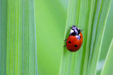 Ladybug Montbretia Leaf 04
