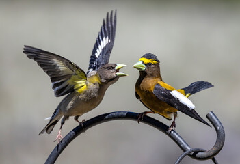 Birds on a Feeder