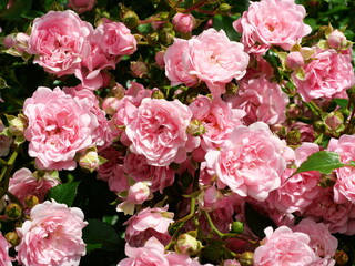 Rose pink - shrub rose - Photo of magnificent pink rose petals of a shrub rose in full bloom. A vibrant play of colors full of elegance and natural beauty.