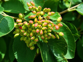 Woolly viburnum - View of the shrub with the flower capsules of a woolly snowball. The delicate, intricate capsules give the shrub a charming and natural appearance.