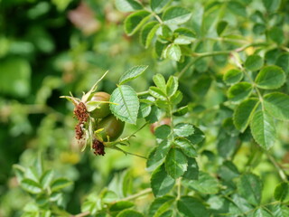 Rose hips green young - View of young, still green rose hips of a wild rose. These fresh fruits give the rose a natural charm and are typical for early summer.