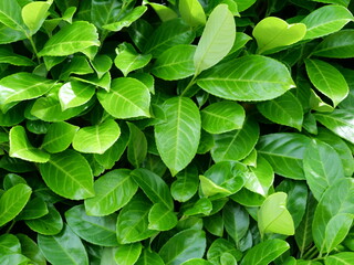 Laurel hedge - View of a laurel hedge, suitable as a background or texture. The dense green leaves offer a natural and aesthetic design element.