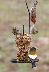 Birds on a Feeder