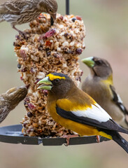 Birds on a Feeder