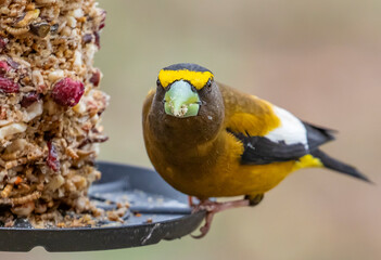 Birds on a Feeder