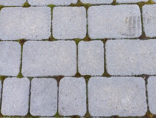 Texture of cobblestones with green moss green moss grows in the seams between the cobblestones.