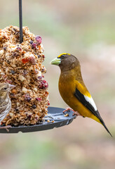 a bird on a feeder