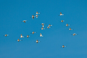 Eurasian spoonbill (Platalea leucorodia).