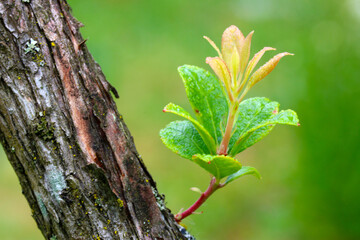 Andromeda Leaf Sprig 04