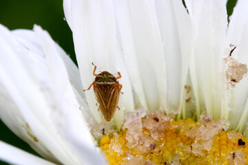 Leaf Hopper Beetle 01